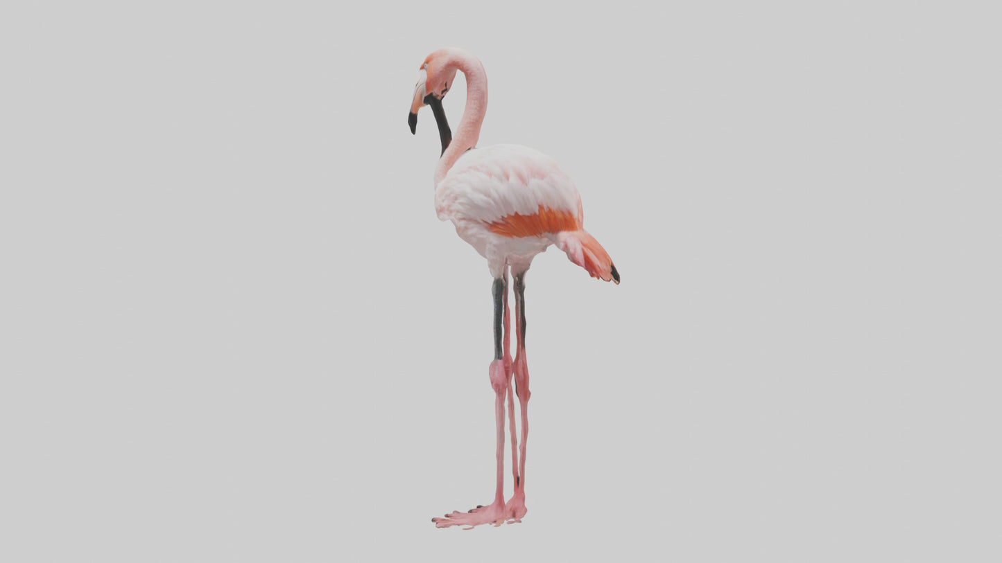 3D model Greater Flamingo preening model VR / AR / low-poly