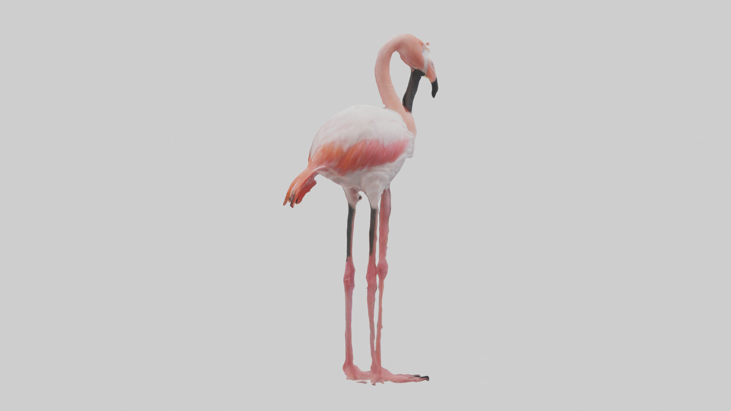 3D model Greater Flamingo preening model VR / AR / low-poly