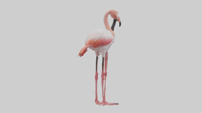 3D model Greater Flamingo preening model VR / AR / low-poly