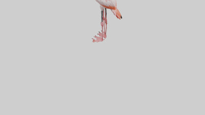 3D model Greater Flamingo preening model VR / AR / low-poly
