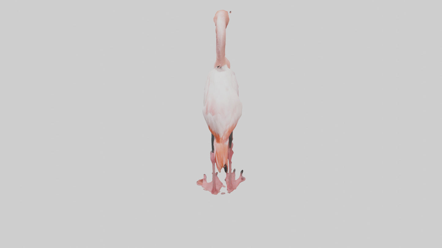3D model Greater Flamingo preening model VR / AR / low-poly