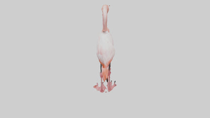 3D model Greater Flamingo preening model VR / AR / low-poly
