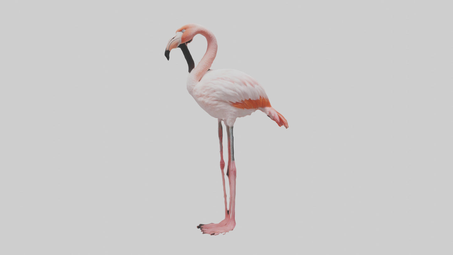3D model Greater Flamingo preening model VR / AR / low-poly