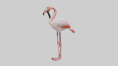 3D model Greater Flamingo preening model VR / AR / low-poly