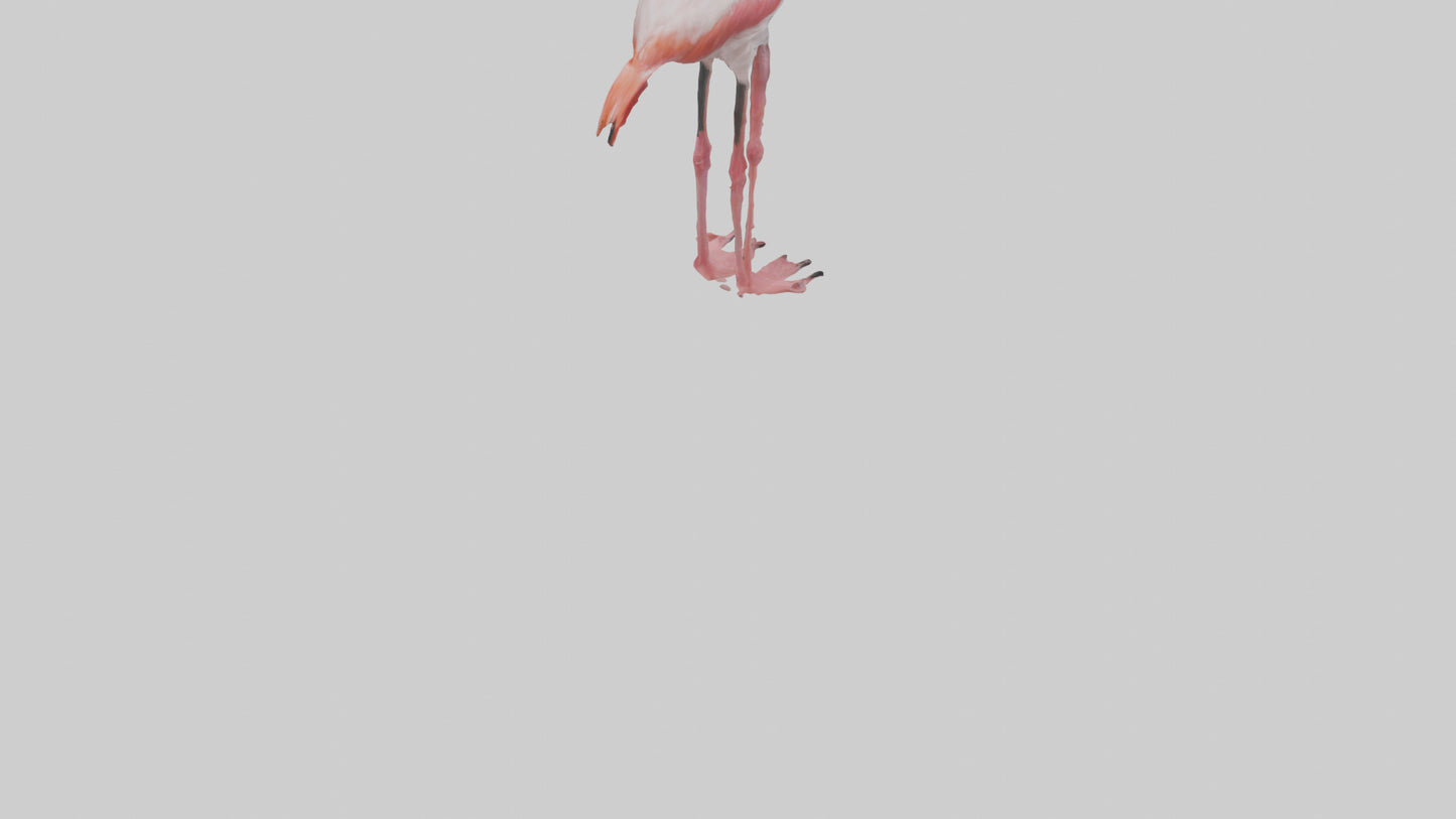 3D model Greater Flamingo preening model VR / AR / low-poly