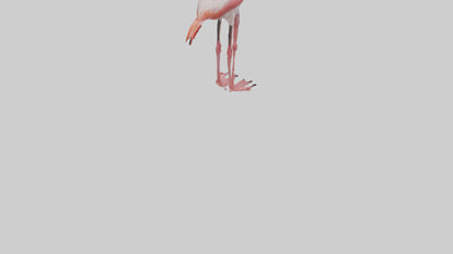 3D model Greater Flamingo preening model VR / AR / low-poly