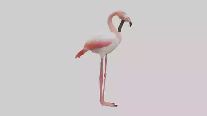 3D model Greater Flamingo preening model VR / AR / low-poly