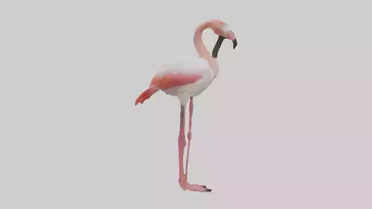 3D model Greater Flamingo preening model VR / AR / low-poly