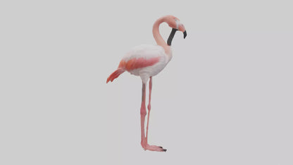 3D model Greater Flamingo preening model VR / AR / low-poly