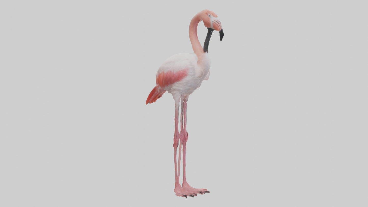 3D model Greater Flamingo preening model VR / AR / low-poly
