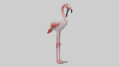 3D model Greater Flamingo preening model VR / AR / low-poly