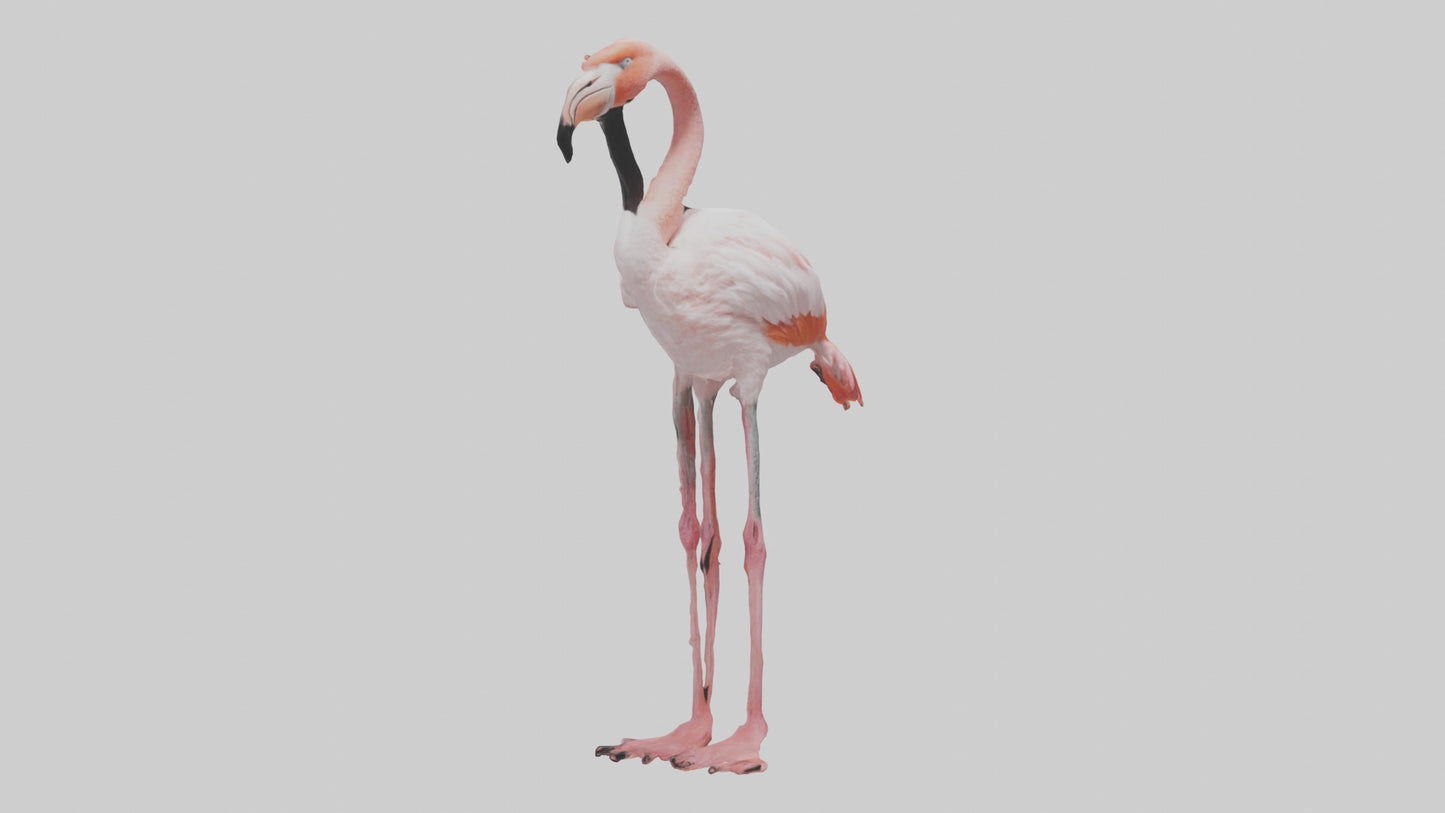3D model Greater Flamingo preening model VR / AR / low-poly