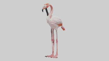 3D model Greater Flamingo preening model VR / AR / low-poly