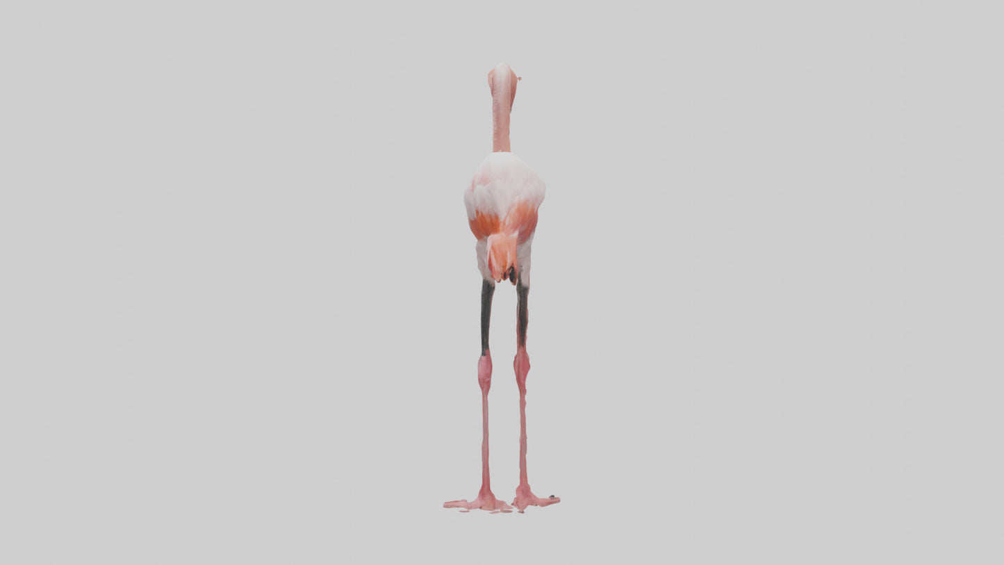 3D model Greater Flamingo preening model VR / AR / low-poly