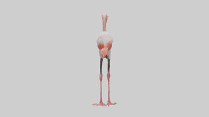 3D model Greater Flamingo preening model VR / AR / low-poly