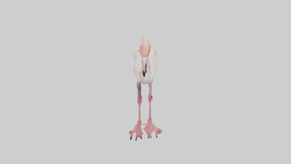 3D model Greater Flamingo preening model VR / AR / low-poly