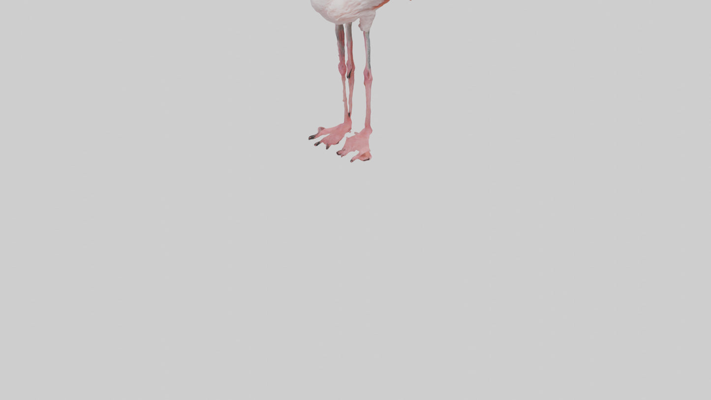 3D model Greater Flamingo preening model VR / AR / low-poly