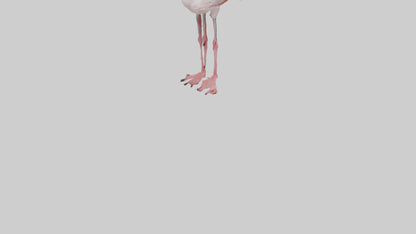 3D model Greater Flamingo preening model VR / AR / low-poly