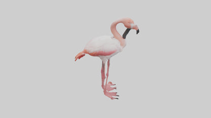 3D model Greater Flamingo preening model VR / AR / low-poly