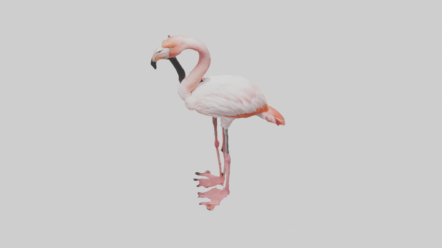 3D model Greater Flamingo preening model VR / AR / low-poly