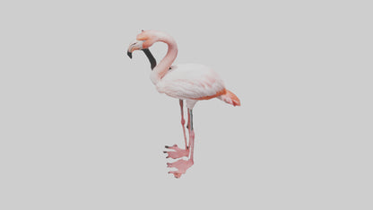 3D model Greater Flamingo preening model VR / AR / low-poly