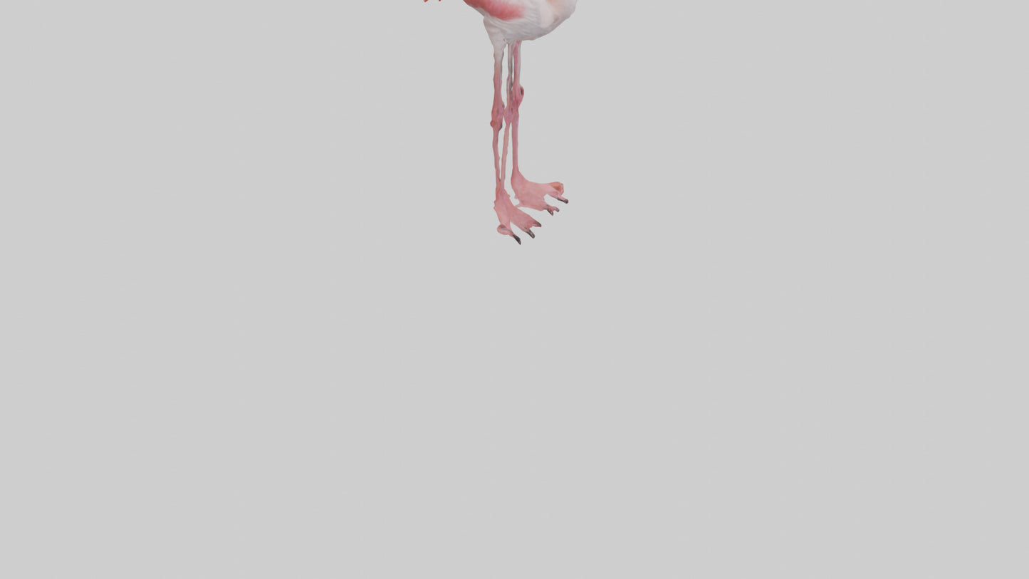 3D model Greater Flamingo preening model VR / AR / low-poly