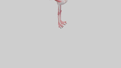3D model Greater Flamingo preening model VR / AR / low-poly