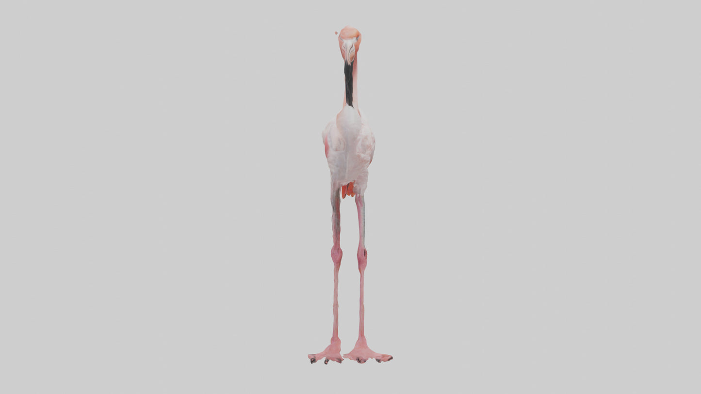 3D model Greater Flamingo preening model VR / AR / low-poly