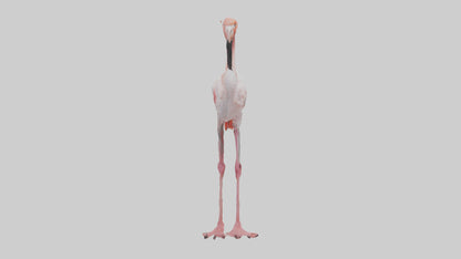 3D model Greater Flamingo preening model VR / AR / low-poly