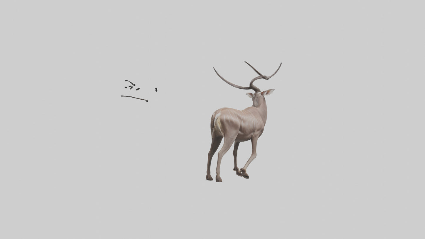 3D model Greater Kudu walking gracefully model VR / AR / low-poly