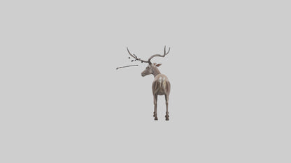 3D model Greater Kudu walking gracefully model VR / AR / low-poly