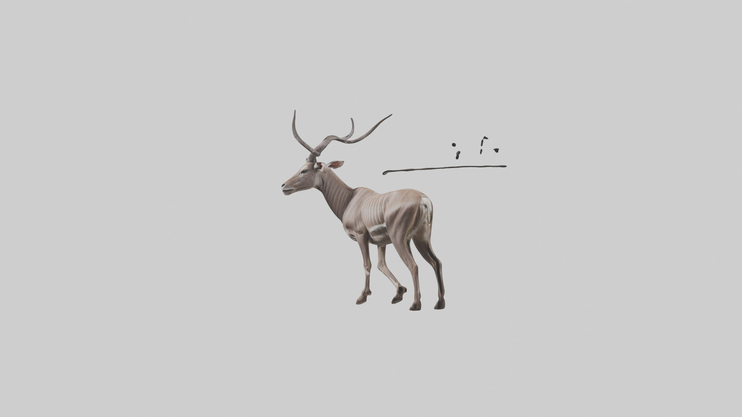 3D model Greater Kudu walking gracefully model VR / AR / low-poly