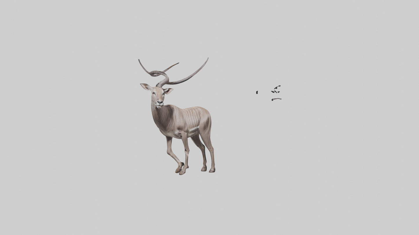 3D model Greater Kudu walking gracefully model VR / AR / low-poly