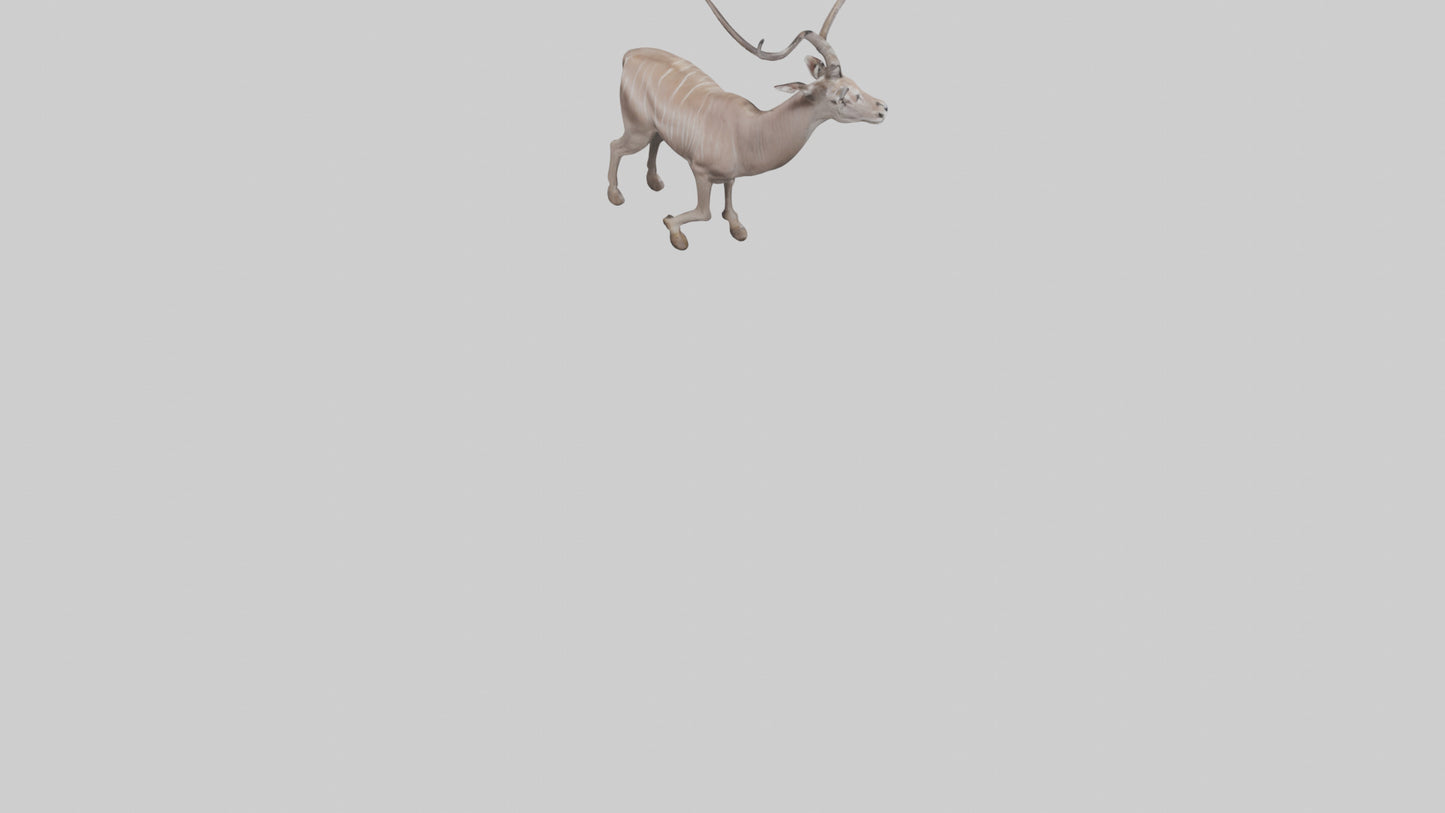 3D model Greater Kudu walking gracefully model VR / AR / low-poly
