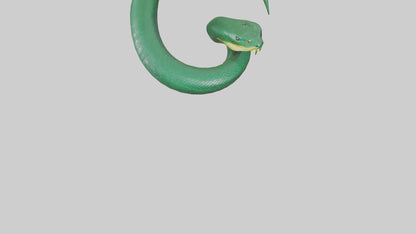 3D model Green Anaconda coiled model VR / AR / low-poly