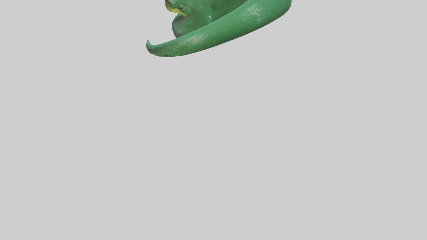 3D model Green Anaconda coiled model VR / AR / low-poly