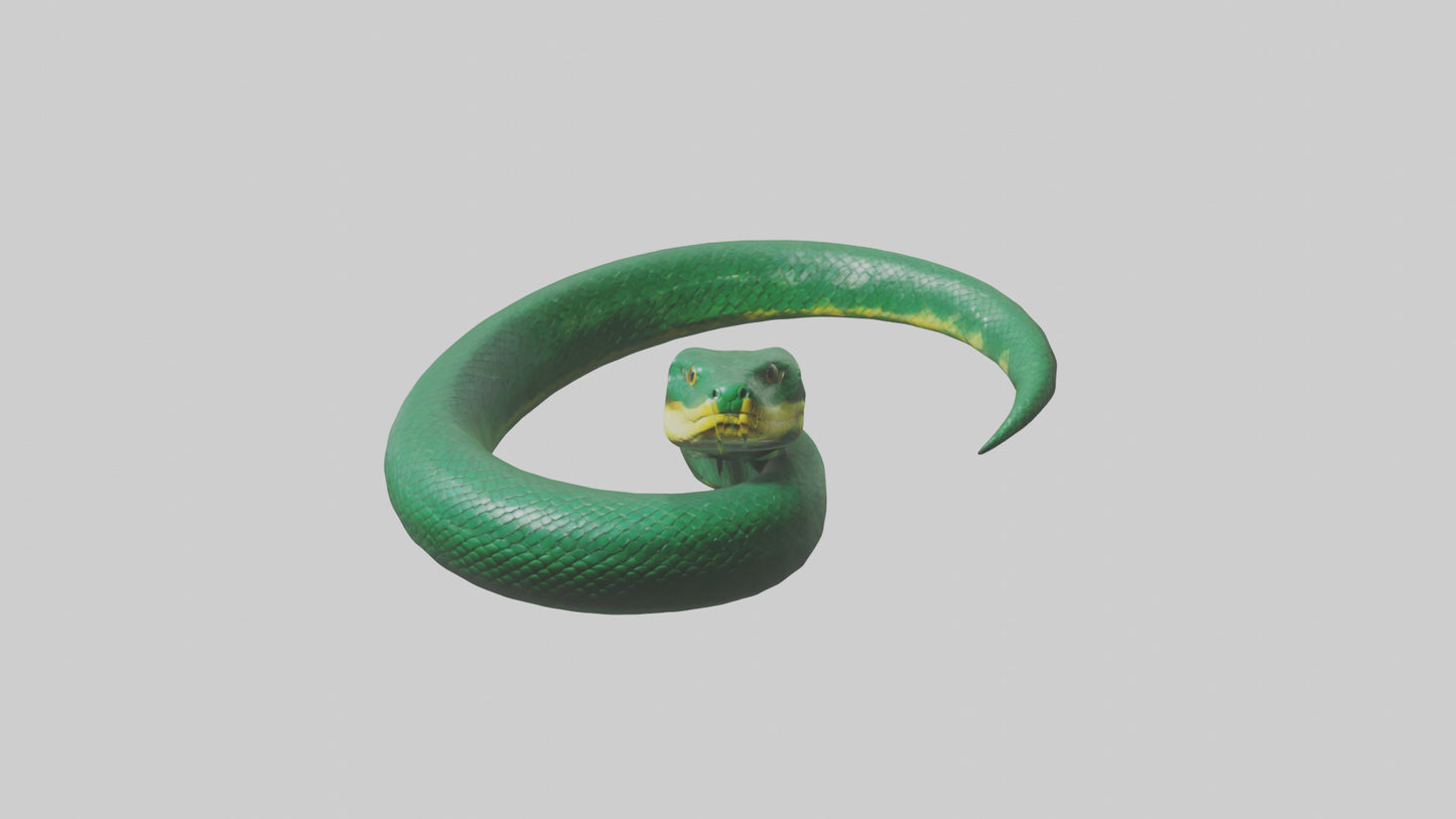 3D model Green Anaconda coiled model VR / AR / low-poly