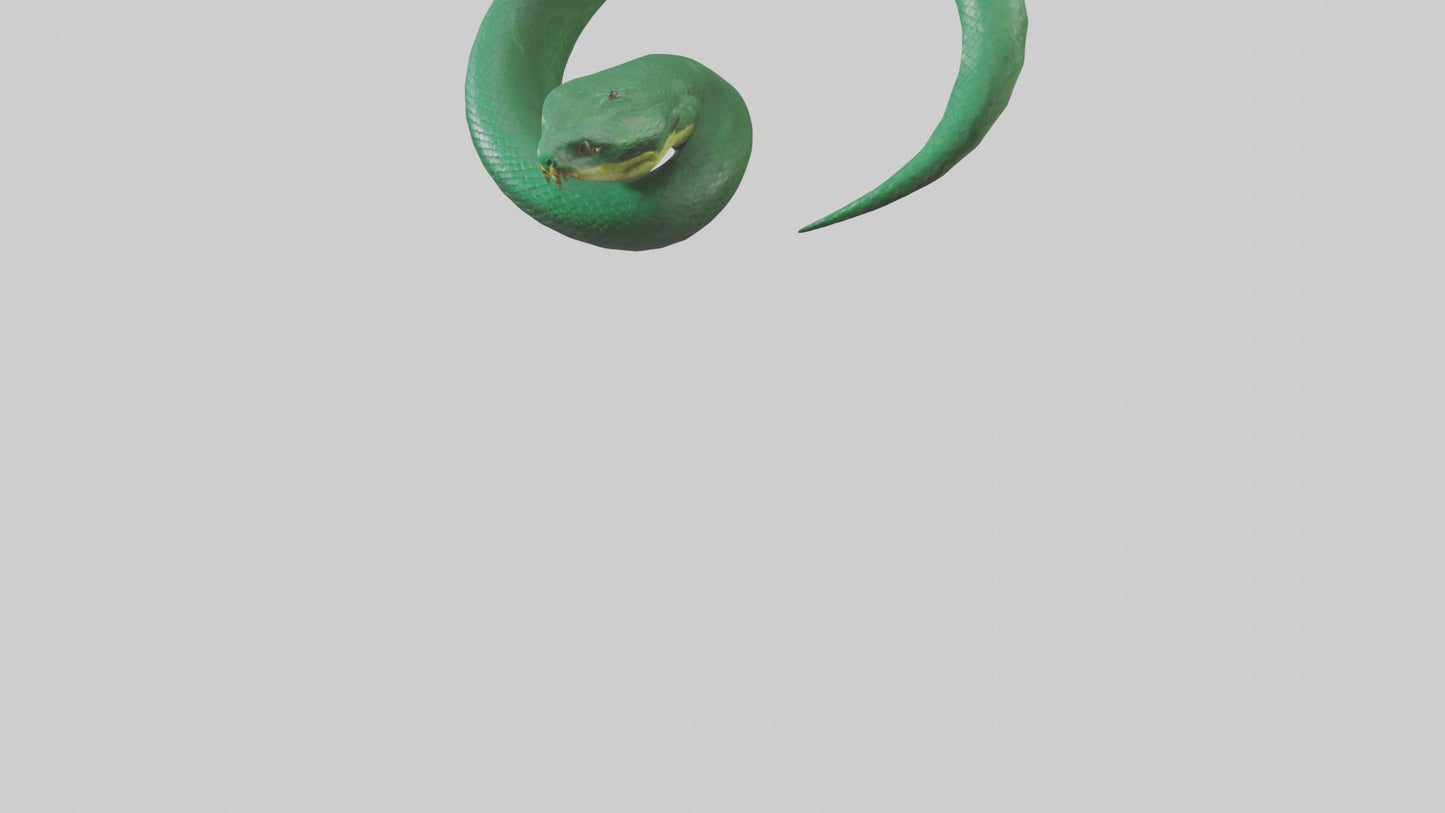 3D model Green Anaconda coiled model VR / AR / low-poly