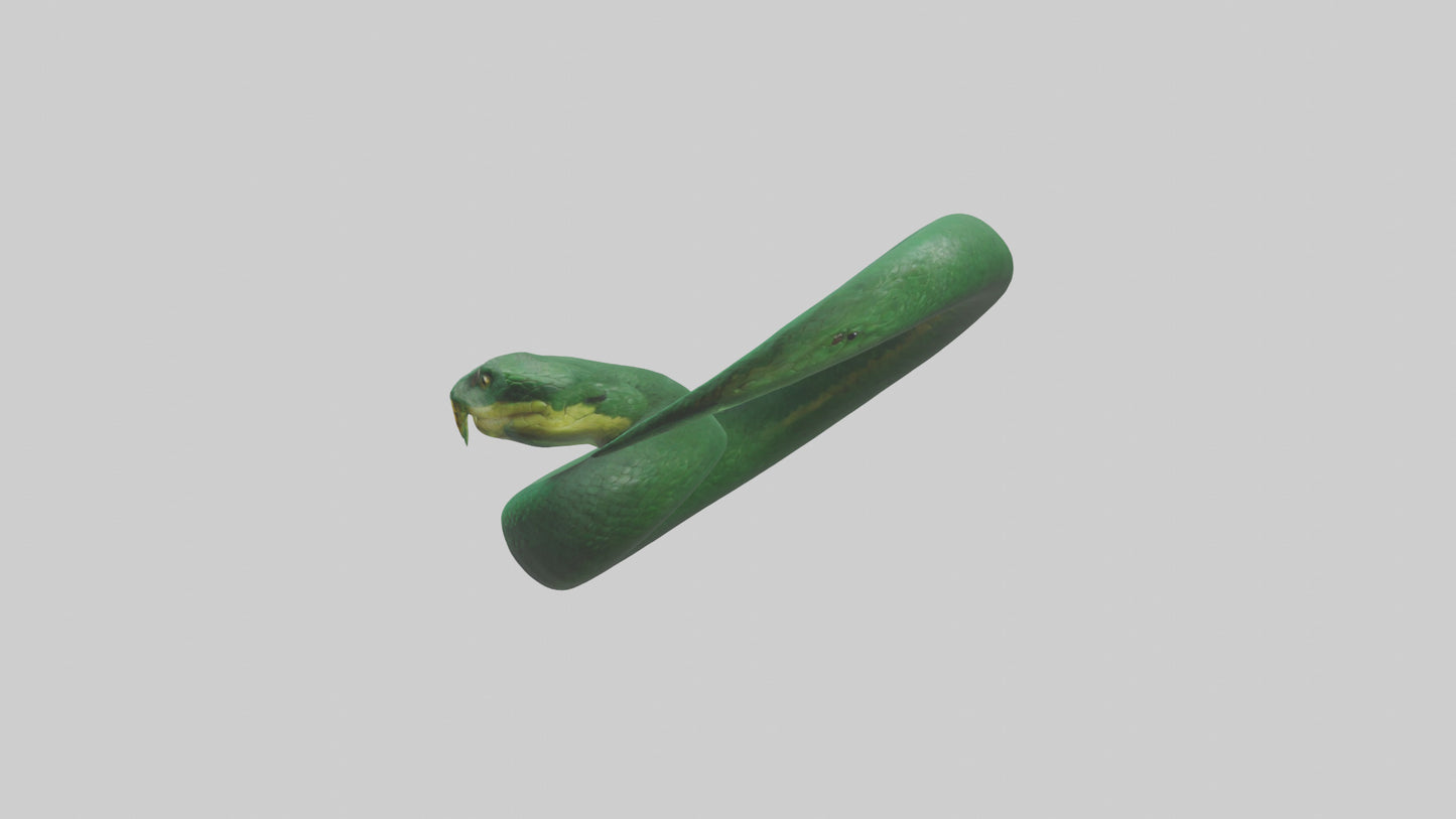 3D model Green Anaconda coiled model VR / AR / low-poly