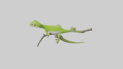 3D model Green Anole climbing model VR / AR / low-poly