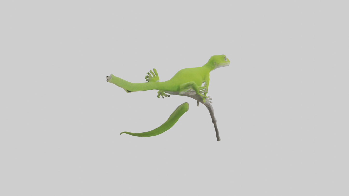 3D model Green Anole climbing model VR / AR / low-poly