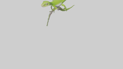 3D model Green Anole climbing model VR / AR / low-poly
