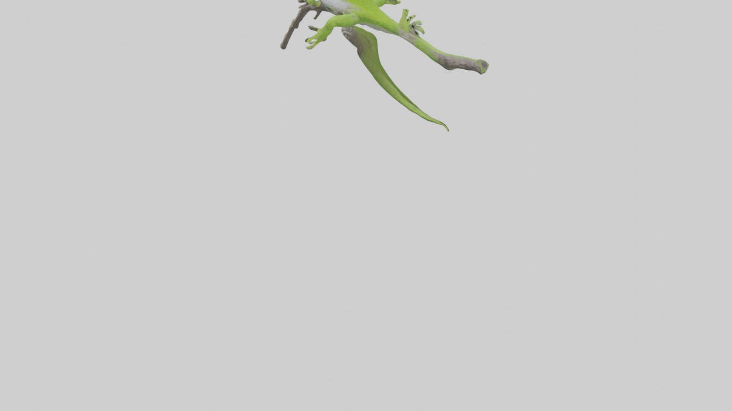 3D model Green Anole climbing model VR / AR / low-poly