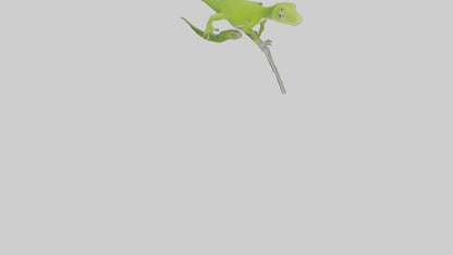3D model Green Anole climbing model VR / AR / low-poly