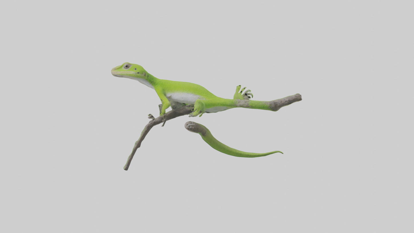 3D model Green Anole climbing model VR / AR / low-poly