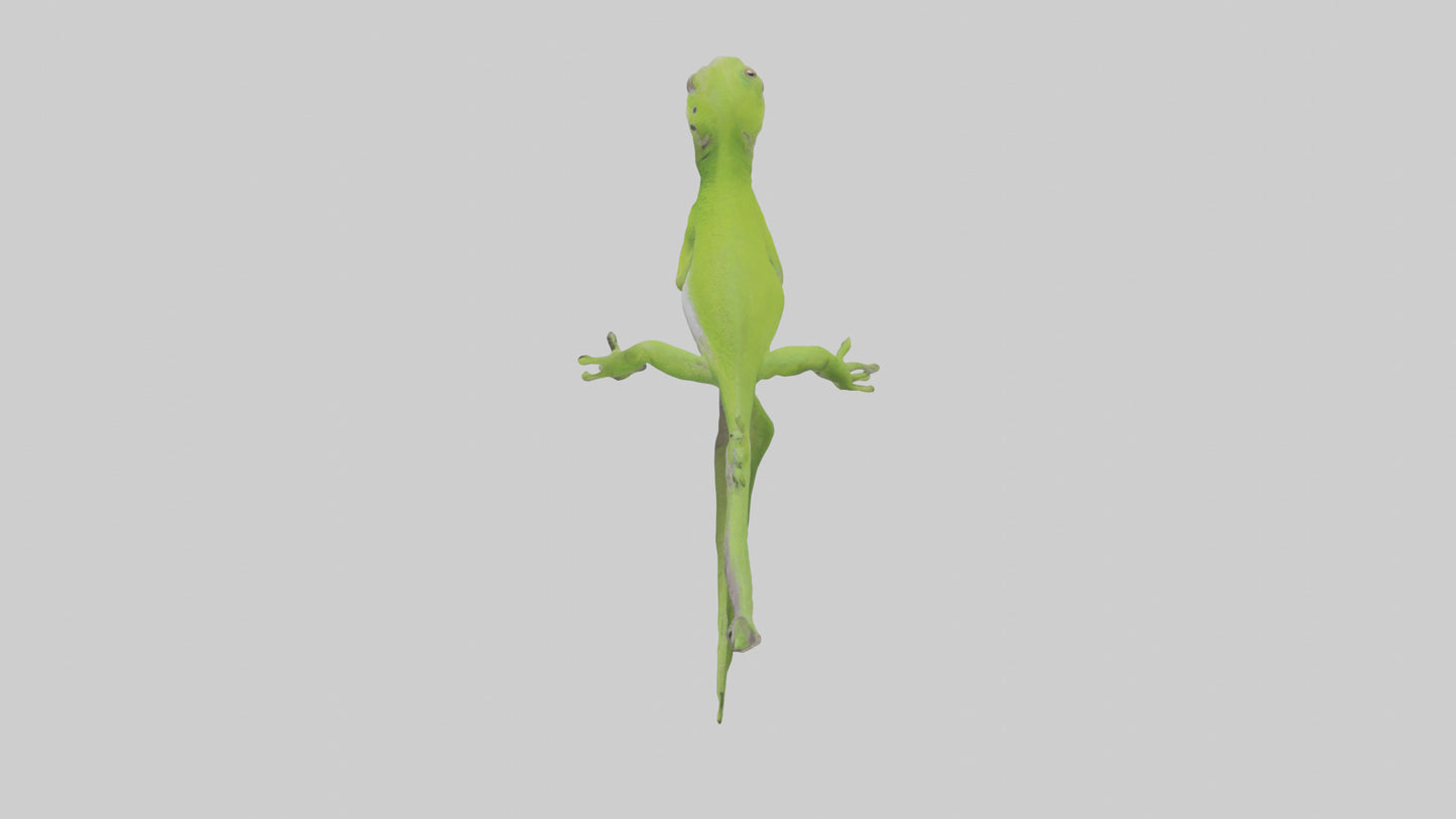 3D model Green Anole climbing model VR / AR / low-poly