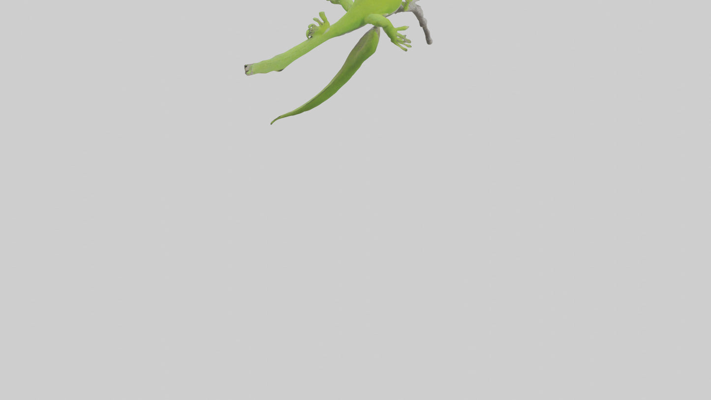 3D model Green Anole climbing model VR / AR / low-poly