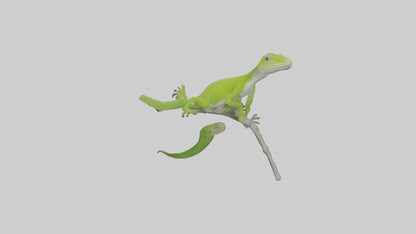 3D model Green Anole climbing model VR / AR / low-poly