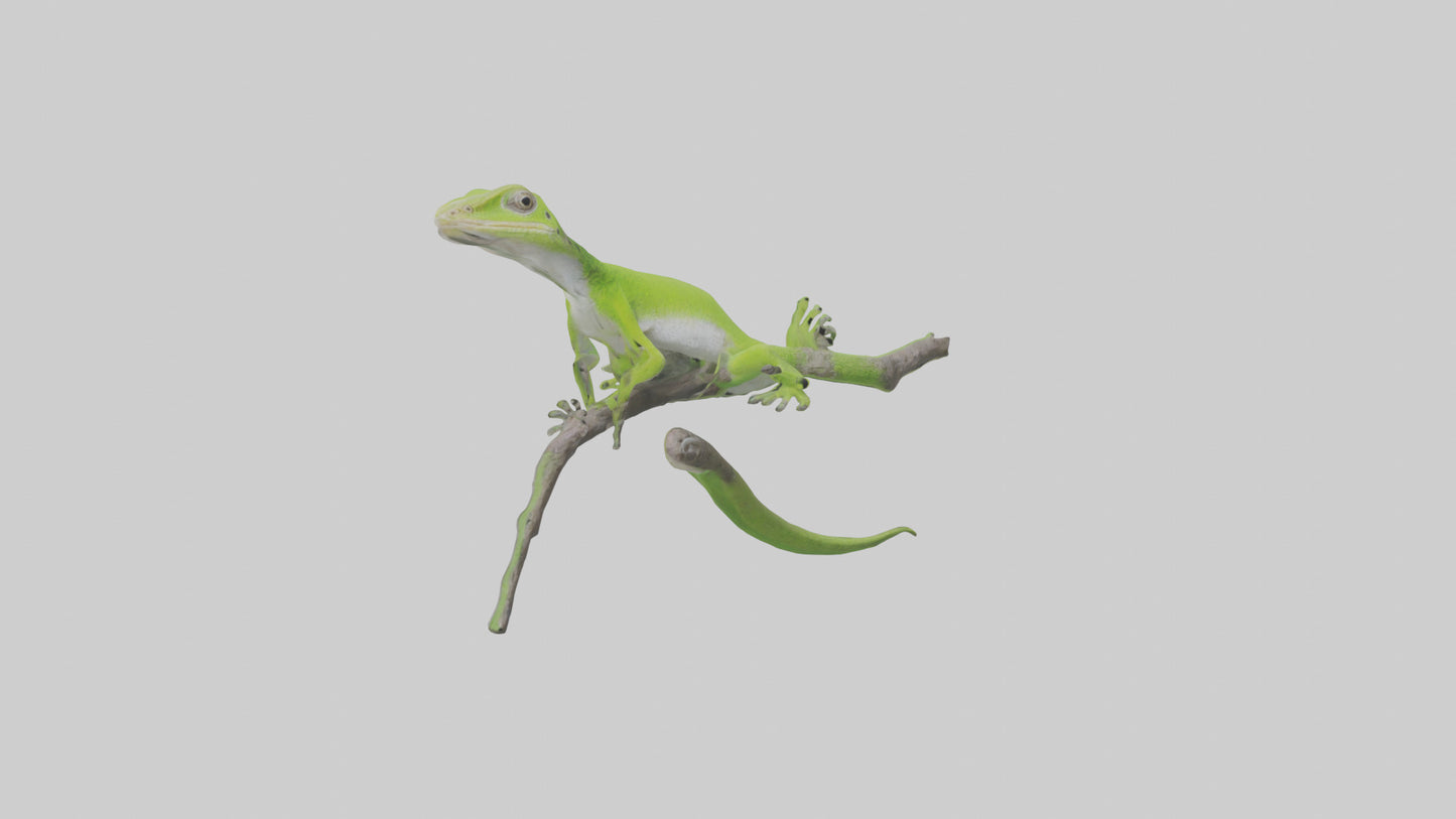 3D model Green Anole climbing model VR / AR / low-poly
