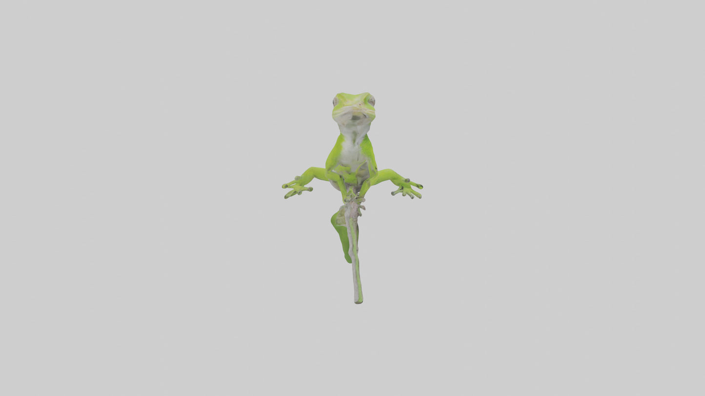 3D model Green Anole climbing model VR / AR / low-poly